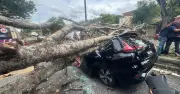 Pokok Berisiko Dipangkas Selepas Kejadian Pokok Tumbang di Shah Alam