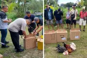 Polis Kuching Tangkap Lima Lelaki Didakwa Terlibat Sabung Ayam di Sungai Apong