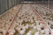 Tribunal Rayuan Persaingan Teguhkan Hukuman MyCC ke Atas Syarikat Kilang Makanan Ayam