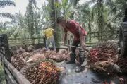 United Plantations Catat Keputusan Terbaik Dalam 120 Tahun, Untung Bersih Melonjak 15 Peratus