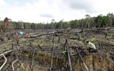 Kehilangan Hutan Indonesia Melonjak 66% pada 2025, Laporan Mendedahkan