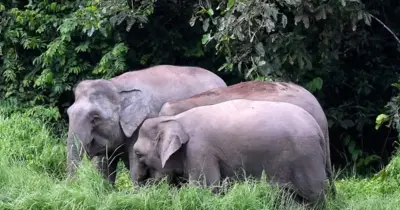 Kumpulan Alam Sekitar Tuntut Perhilitan Dedah Maklumat 19 Gajah 'Dipinjamkan'