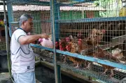 Bekas Veteran TLDM Cari RM6,000 Sebulan Dengan Menternak Ayam Penelur Di Perak