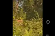 Harimau Dikesan di Kluang, Penduduk Dinasihati Berwaspada Berikutan Rakaman Video