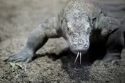 Indonesia Pinjamkan Komodo Terancam kepada Jepun untuk Pembiakan, Terima Panda Merah dan Zirafah