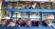 Kucing Berpakaian Raya: Tradisi Unik Pemilik Haiwan Peliharaan