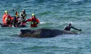 Paus Bongkok Tiga Kali Terdampar di Laut Baltik, Keadaannya Semakin Merisaukan