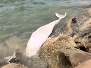 Paus Muda Ditemui Mati di Pantai Tanjung Aru, KK, Beberapa Hari Selepas Dilepaskan