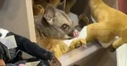 Possum Liar Berpelesir di Kedai Hadiah Lapangan Terbang Australia, Bersembunyi Bersama Mainan Plush