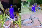 Ular Sawar Gergasi 5.5 Meter Telan Anak Lembu di Ladang Kelapa Sawit Baling