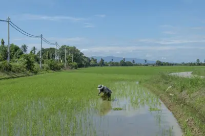 Lebih 20,000 Hektar Sawah Hilang: Kerajaan Usaha Pulih 200 Hektar di Pahang Tua