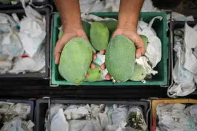 Peniaga Terengganu Rugi RM25,280 Dalam Penipuan Jualan Mangga Harumanis QR