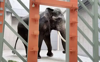 Rawatan Gading Gajah Kelat Ikut Prosedur Veterinar, Tegas Perhilitan