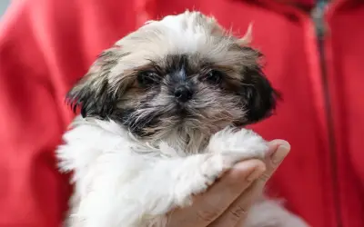 Tencent Lancar Saluran Penstriman Khas Untuk Haiwan Peliharaan Di China