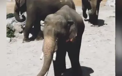 Tiga Gajah Zoo Taiping Dipindah ke Jepun Kekal Milik Malaysia