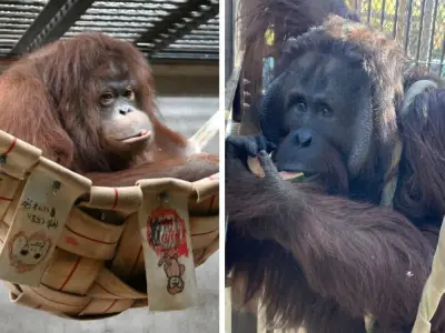 Zoo Jepun-Jalinan Indonesia: 'Omiai' Orangutan Borneo untuk Selamatkan Spesies Terancam
