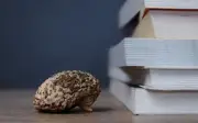 Adakah 'Brain Rot' Mengubah Cara Kita Berfikir dan Membaca?