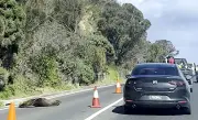 Anjing Laut Tidur di Jalan, Lalu Lintas Dibatalkan di Bandar Pantai Australia