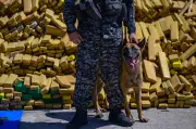 Anjing Polis 'Hulk' Pecah Rekod: 48 Tan Ganja Dirampas di Rio de Janeiro