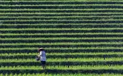 Bekalan Beras Dunia Terancam Akibat Perang Iran dan El Nino