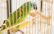 Belajar Daripada Burung Dalam Sangkar: Hikmah Kehidupan