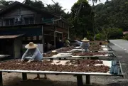 Cuaca Panjang Mempercepat Pengeringan, Meningkatkan Kualiti Belacan dan Ikan Masin Balik Pulau