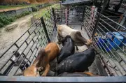 Dua Lelaki Ditahan di Pasir Mas Kerana Lari Lembu Rentas Sempadan RM70 Seekor
