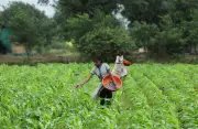 El Nino Ancaman Besar: Harga Makanan, Kadar Faedah dan Pilihan Raya Modi Berdepan Risiko