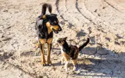 EU lulus undang-undang baharu lindungi kucing dan anjing