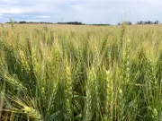 FAO Peringatkan Harga Makanan Global Boleh Naik Lagi Jika Konflik Timur Tengah Berlanjut