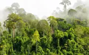 Gabungan NGO desak kerajaan Perak kuatkuasa moratorium ladang hutan