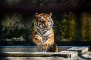 Harimau Benggala di Sundarban: Antara Ancaman dan Terancam