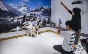 Husko Asia: Bermain dengan Husky Sambil Belajar Tanggungjawab