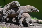 Indonesia pinjamkan sepasang komodo ke zoo Jepun untuk konservasi