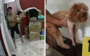 Jabatan Veterinar Selangor buru lelaki baling anjing ke dinding