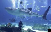 Kajian Sedekad Dedah Titik Panas Ikan Yu Paus di Indonesia