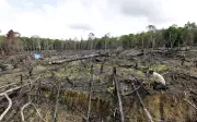 Kehilangan Hutan Tropika Menurun Selepas Tahun Rekod