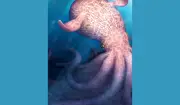 Kraken Zaman Dinosaur: Gurita Gergasi Sebenar Wujud 86 Juta Tahun Lalu
