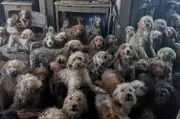 Lebih 250 Anjing Diselamatkan dari Satu Rumah di UK, RSPCA Tegaskan Bukan AI