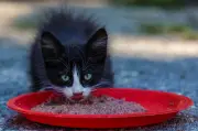 Lebih 40 Kucing Mati Ditemui di Apartmen Subang Jaya, Puluhan Lagi Kurus Kering
