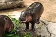Lelaki Didenda US$300 Kerana Menceroboh Kandang Badak Air Kerdil Viral Moo Deng di Zoo Thailand