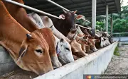 Lelaki Ditembak di Muka Ketika Cuba Halang Pencuri Lembu di Kelantan