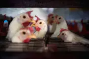 Malaysia kurangkan kebergantungan import makanan ayam dengan alternatif
