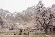 Musim Bunga Pakistan Bawa Ketenangan di Tengah-tengah Kekacauan Global