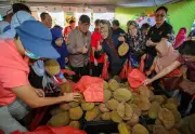 Musim Durian Penang Lebih Awal, Tekstur Lebih Berkrim Akibat Cuaca Kering