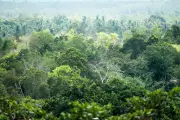 Operasi Mencari Helikopter Hilang dengan Lapan Penumpang di Kalimantan Barat