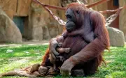 Orangutan Terancam Kritikal Lahir di Zoo Madrid, Ibu Surya Dipuji 'Supermom'