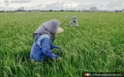 Pakej Rangsangan Boleh Memburukkan Inflasi Ketika Bekalan Ketat, Kata Ahli Ekonomi