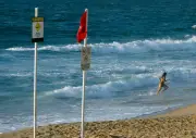 Pantai Sydney ditutup selepas bangkai paus tarik jerung putih dan lembu