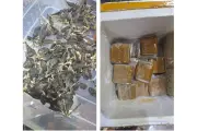 Perhilitan Johor Ramas Rampasan Bahagian Hidupan Liar Bernilai RM36.8 Juta